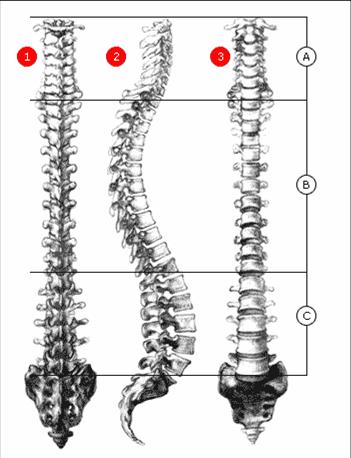 spineillustration.jpg