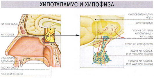 belchohristovcom134.jpg