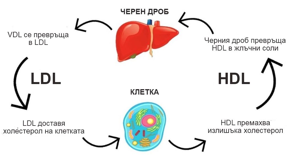 опасни стойности на триглицериди