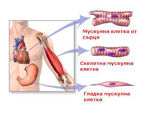 belchohristovcom_658