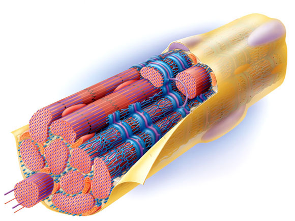 actin_miosin_muscle_fibre