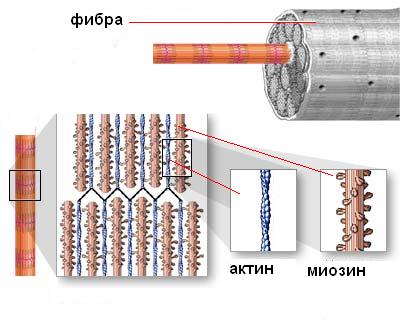 actin_myosin