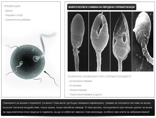 spermatozoidi