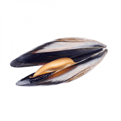 Черна мида | Mytilus galloprovincialis – състав, калории, рецепти и приложение в диетите