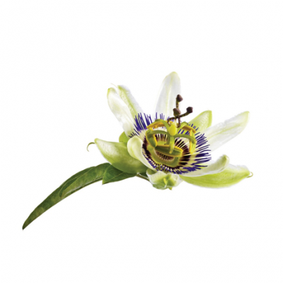 Пасифлора | Passiflora incarnata – състав, калории, рецепти и приложение в диетите