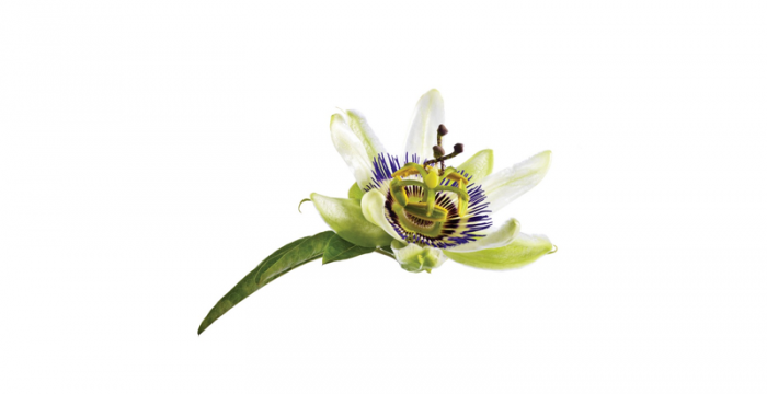 Пасифлора | Passiflora incarnata – състав, калории, рецепти и приложение в диетите