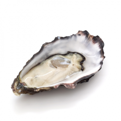 Стрида | Oyster – състав, калории, рецепти и приложение в диетите