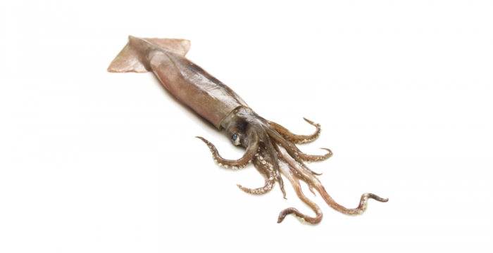 Калмар | Squid – състав, калории, рецепти и приложение в диетите