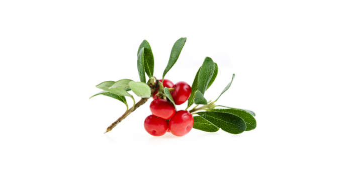 Мечо грозде | Uva ursi – състав, калории, суплементиране и приложение