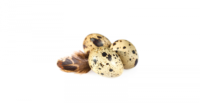 Яйце от пъдпъдък | Quail egg – състав, калории, рецепти и приложение в диетите