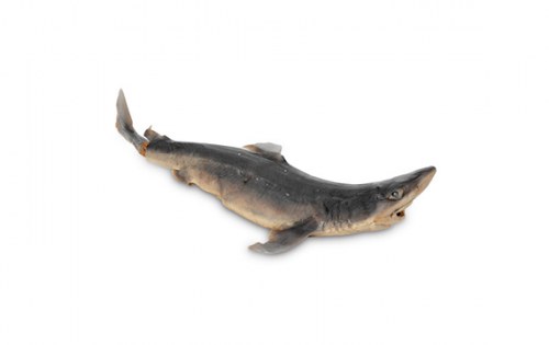Акула | Shark – състав, калории, рецепти и приложение в диетите