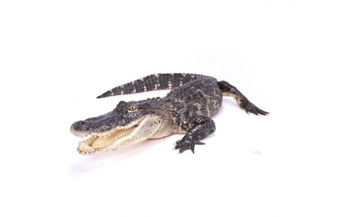 Крокодил | Croco – състав, калории, рецепти и приложение в диетите