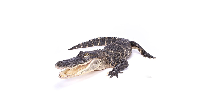 Крокодил | Croco – състав, калории, рецепти и приложение в диетите