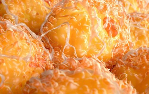 Висцерални мазнини | Описание и уелнес решения