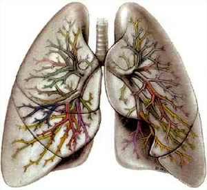 Дихателна система, бял дроб, кислород, газообмен