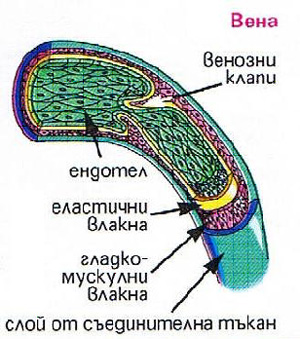 belchohristovcom_1003