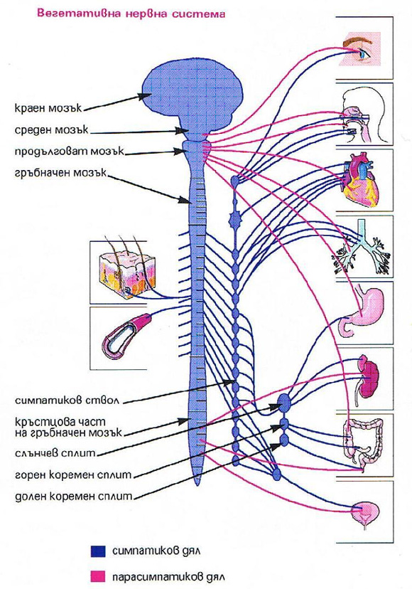 Вегетативна нервна система