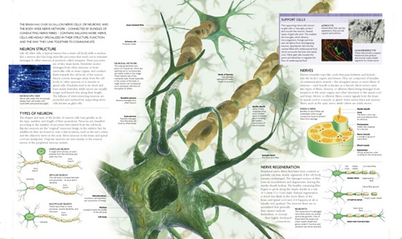 Вегетативна нервна система